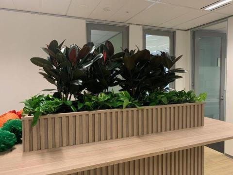 Office Plant Hire Melbourne – Stylish Greenery Solutions for Modern Workspaces