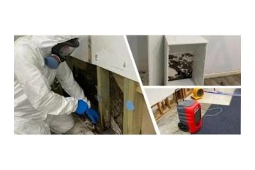 Want Safe and Effective Mould Cleaning Service Today?