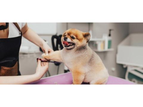 Premium Large Breed Dog Grooming Dubai