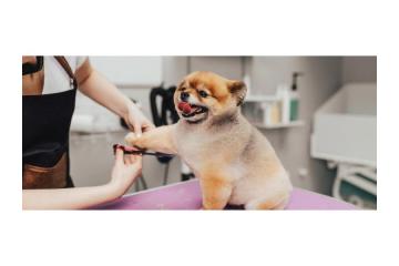 Premium Large Breed Dog Grooming Dubai