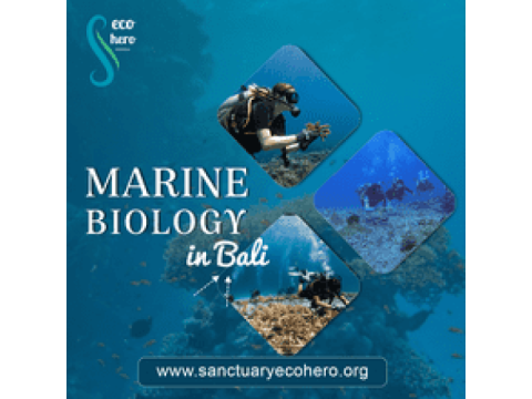 Marine biology in Bali