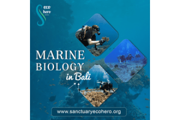 Marine biology in Bali