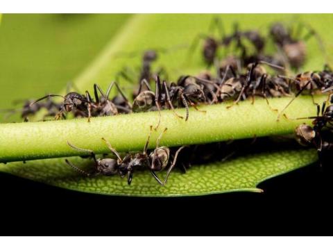 Professional Bed Bug Control Orange County CA 