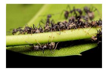 Professional Bed Bug Control Orange County CA 