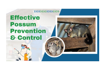 Possum Removal Sandhurst – Safe, Humane & Fast Wildlife Control