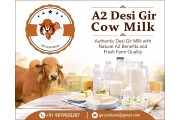 Authentic Desi Gir Milk with Natural A2 Benefits and Fresh Farm Quality