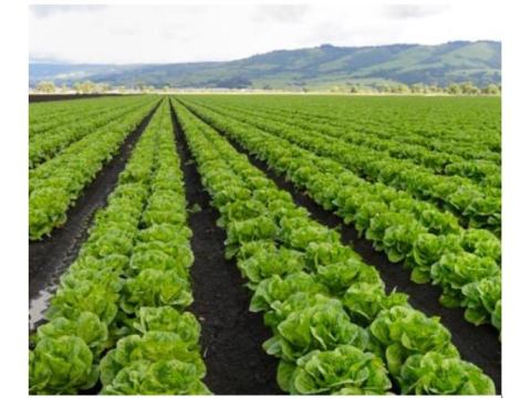 CISB Gardening and Landscaping Services – Expert Garden Care 