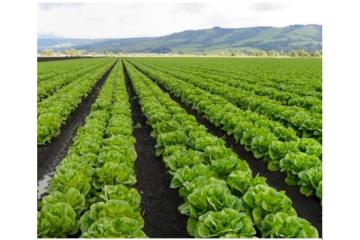 CISB Gardening and Landscaping Services – Expert Garden Care 