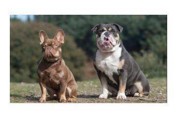 Traumhafte Bulldoggen-Welpen – Jetzt verfügbar! 