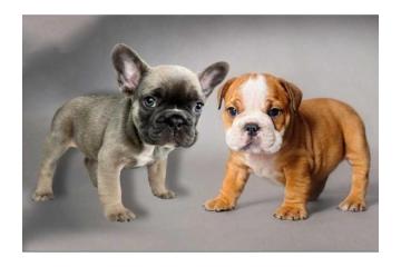 Französische & Englische Bulldoggen – Direkt vom Züchter!