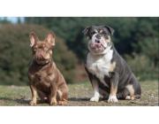Ihr neuer bester Freund wartet – Bulldoggen-Welpen zu vergeben!