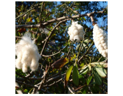 Organic Raw Kapok Premium Natural Fiber Solutions | kapok-fiber