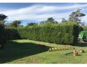 Gardening North Shore - Northern Beaches Garden & Trees