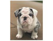 Englische Bulldoggen Welpen Zu Verkaufen – Liebevolle Bulldoggen Für Die Ganze Familie