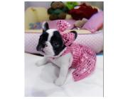 Wunderschöne Englische Bulldoggen Welpen Suchen Ein Neues Zuhause