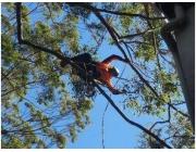 Tree Lopping Castle Cove - Sam's Tree Services North Shore