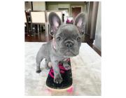 Familienfreundliche Bulldoggen Welpen Mit Liebe Aufgezogen