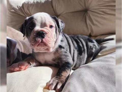 Englische Bulldoggen Welpen – Ihr Neuer Treuer Begleiter