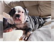 Englische Bulldoggen Welpen – Ihr Neuer Treuer Begleiter