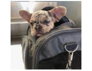 Premium Französische Bulldoggen – Seriös & Verantwortungsvoll!