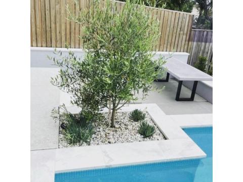 Antarctic White