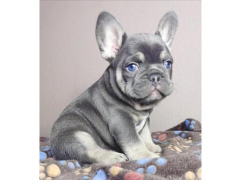 Mini Französische Bulldoggen – Kleine Hunde, Großes Herz!