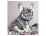 Mini Französische Bulldoggen – Kleine Hunde, Großes Herz!