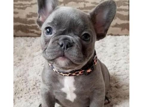 Zuckersüße Mini Bulldoggen – Direkt vom Züchter erhältlich!