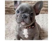 Zuckersüße Mini Bulldoggen – Direkt vom Züchter erhältlich!