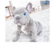 Mini Bulldoggen Welpen – Ihr perfekter kleiner Begleiter wartet!