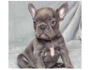 Gesunde Mini Bulldoggen & Englische Welpen – Jetzt anfragen!