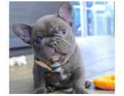 Premium Mini Bulldoggen – Seriöse Zucht mit Herz & Erfahrung!