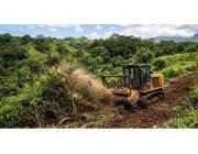 Quality Cheap Land Clearing in Hilo for Every Budget - Arborist Services