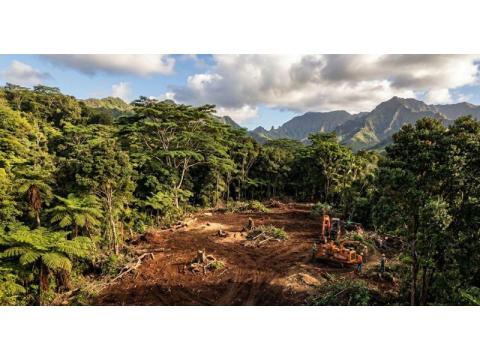 Reliable Forestry Clearing in Hilo Done Safely and Efficiently - Arborist Services