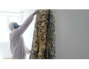 Affordable Mould Removal Specialist Near You Today