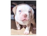 Reinrassige Englische Bulldoggen – Direkt vom Spezialisten!