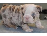 Bulldoggen Welpen mit Papieren – Jetzt verfügbar!
