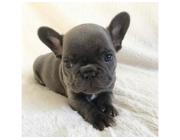 Gesunde & Liebevolle Bulldoggen Welpen – Jetzt Ihren Liebling finden!