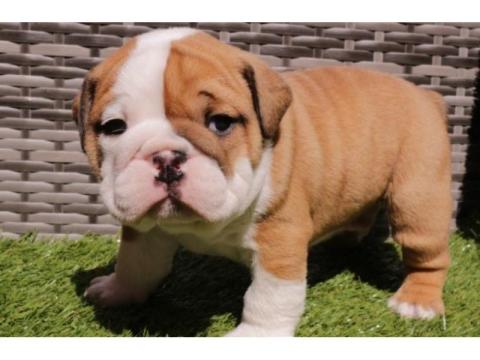 Englische Bulldoggen – Jetzt Ihren Traumwelpen nach Hause holen!