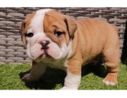 Englische Bulldoggen – Jetzt Ihren Traumwelpen nach Hause holen!