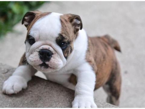 Englische Bulldoggen Welpen – Gesund, Geprüft & Mit Papieren!