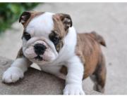 Englische Bulldoggen Welpen – Gesund, Geprüft & Mit Papieren!