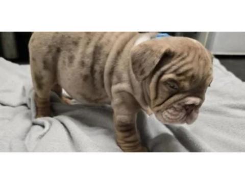 Premium Englische Bulldoggen – Seriös, Verantwortungsvoll & Erfahren!