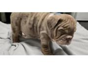Premium Englische Bulldoggen – Seriös, Verantwortungsvoll & Erfahren!