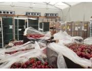 Why Businesses Rely on Flexible Cold Storage Facilities During Peak Demand?