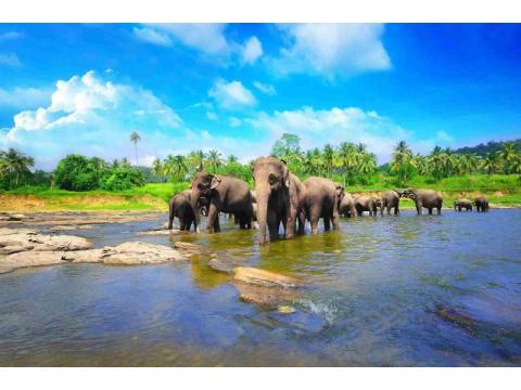 Sri Lanka Holidays Package: Ancient Temples & Lush Landscapes