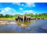 Sri Lanka Holidays Package: Ancient Temples & Lush Landscapes