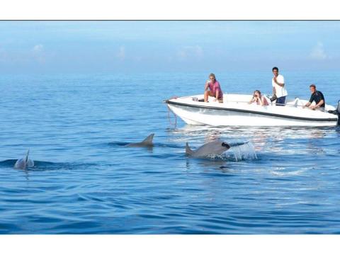 Dolphin and whale watching Mauritius