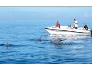 Dolphin and whale watching Mauritius