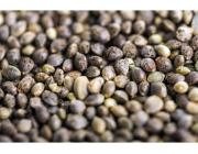 Marijuana Seeds for Sale